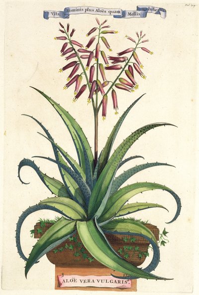 Aloe Vera Vulgaris, from 